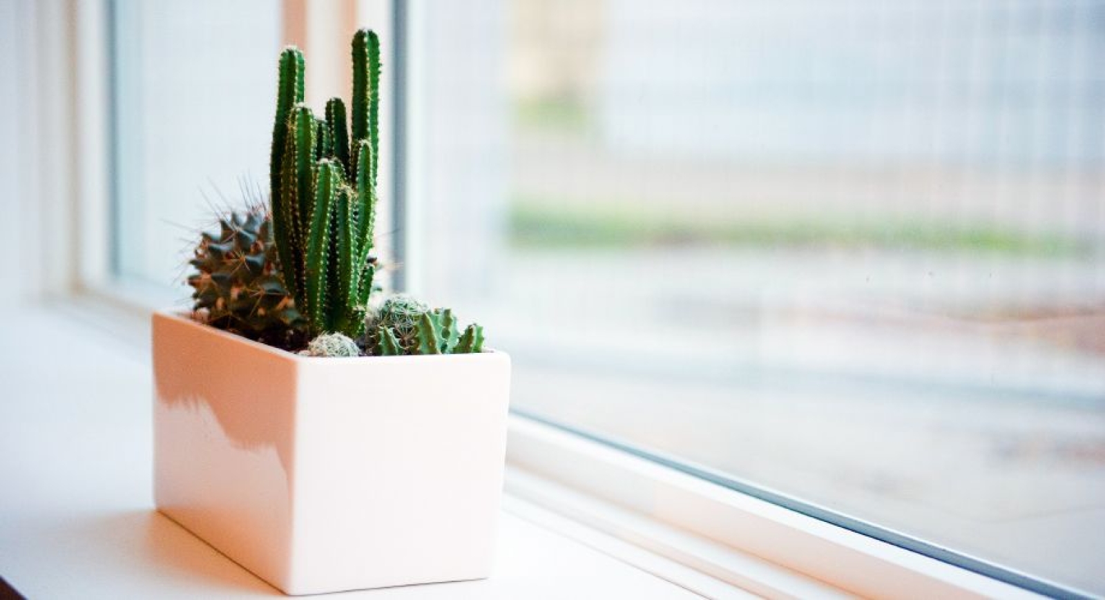 Plantas que atraen energía positiva