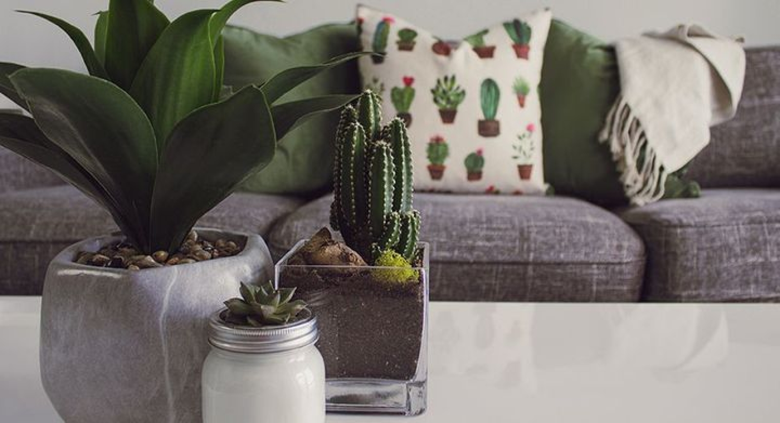 10 plantas de interior fáciles de cuidar