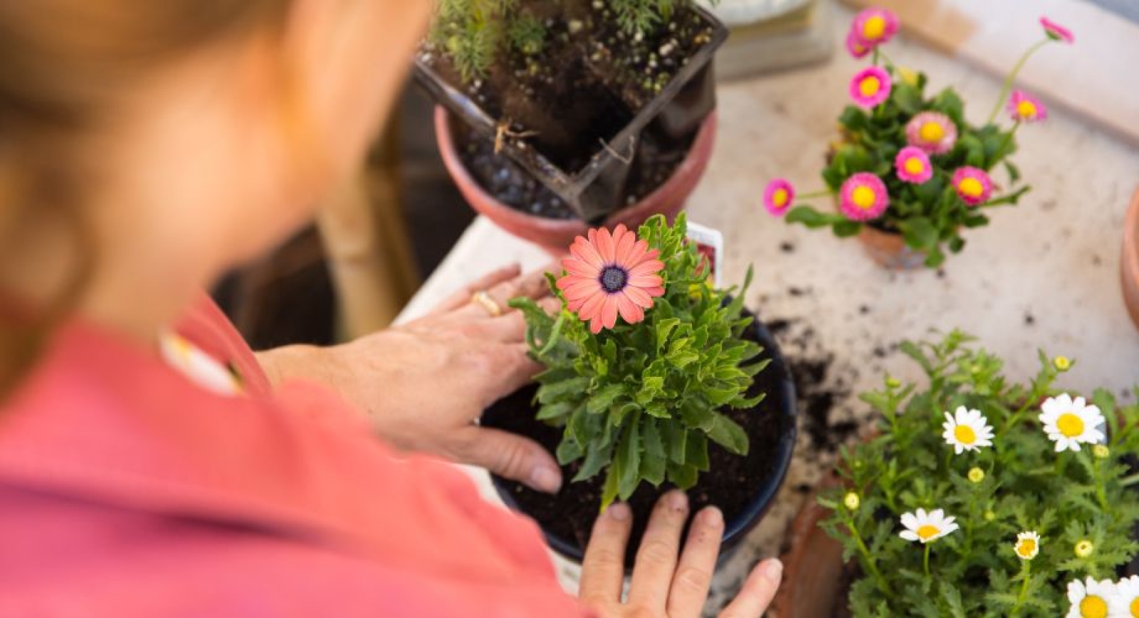 Flores de Verano para tu Jardín