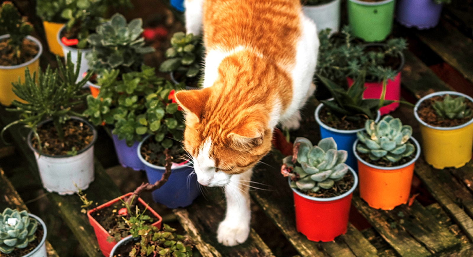 Los gatos y las plantas