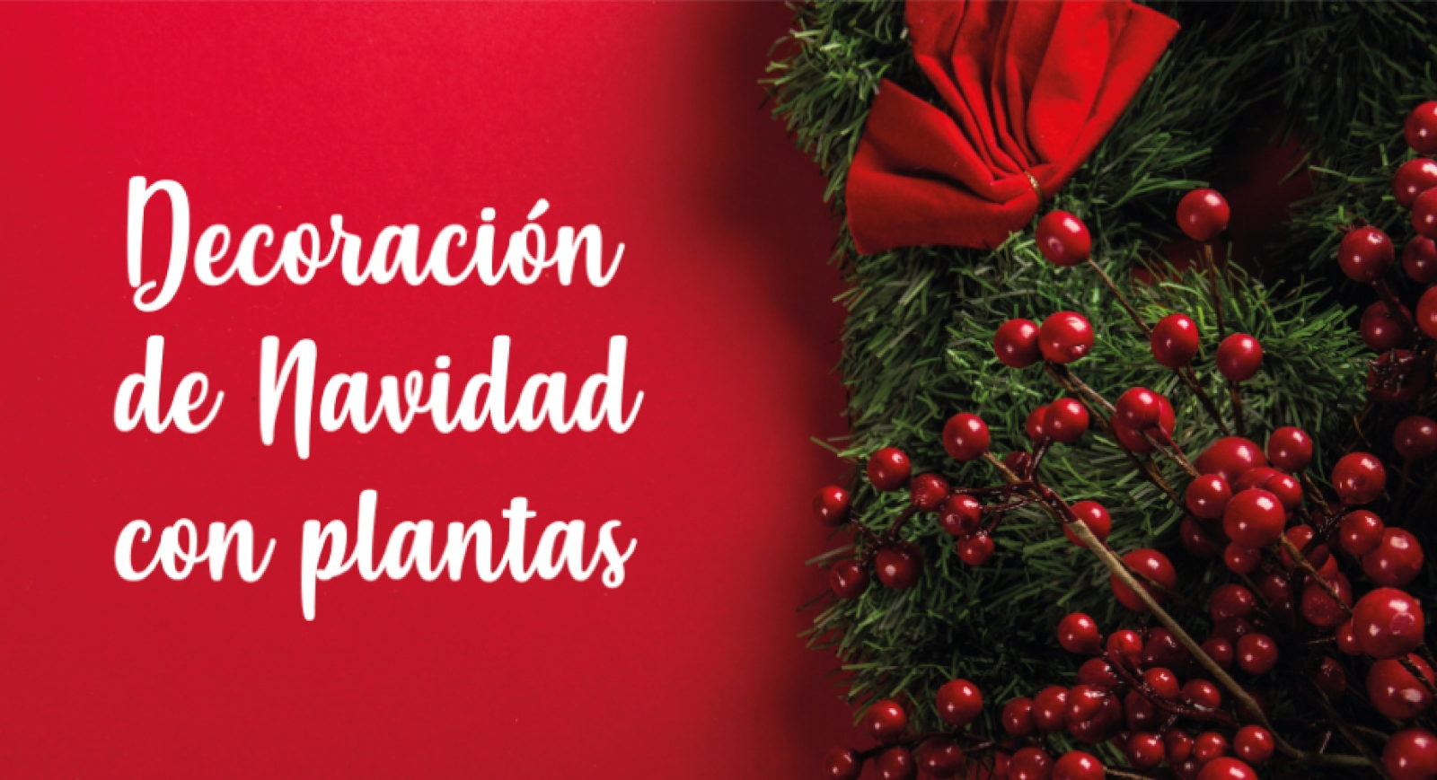 Decoraciones Navideñas con Plantas