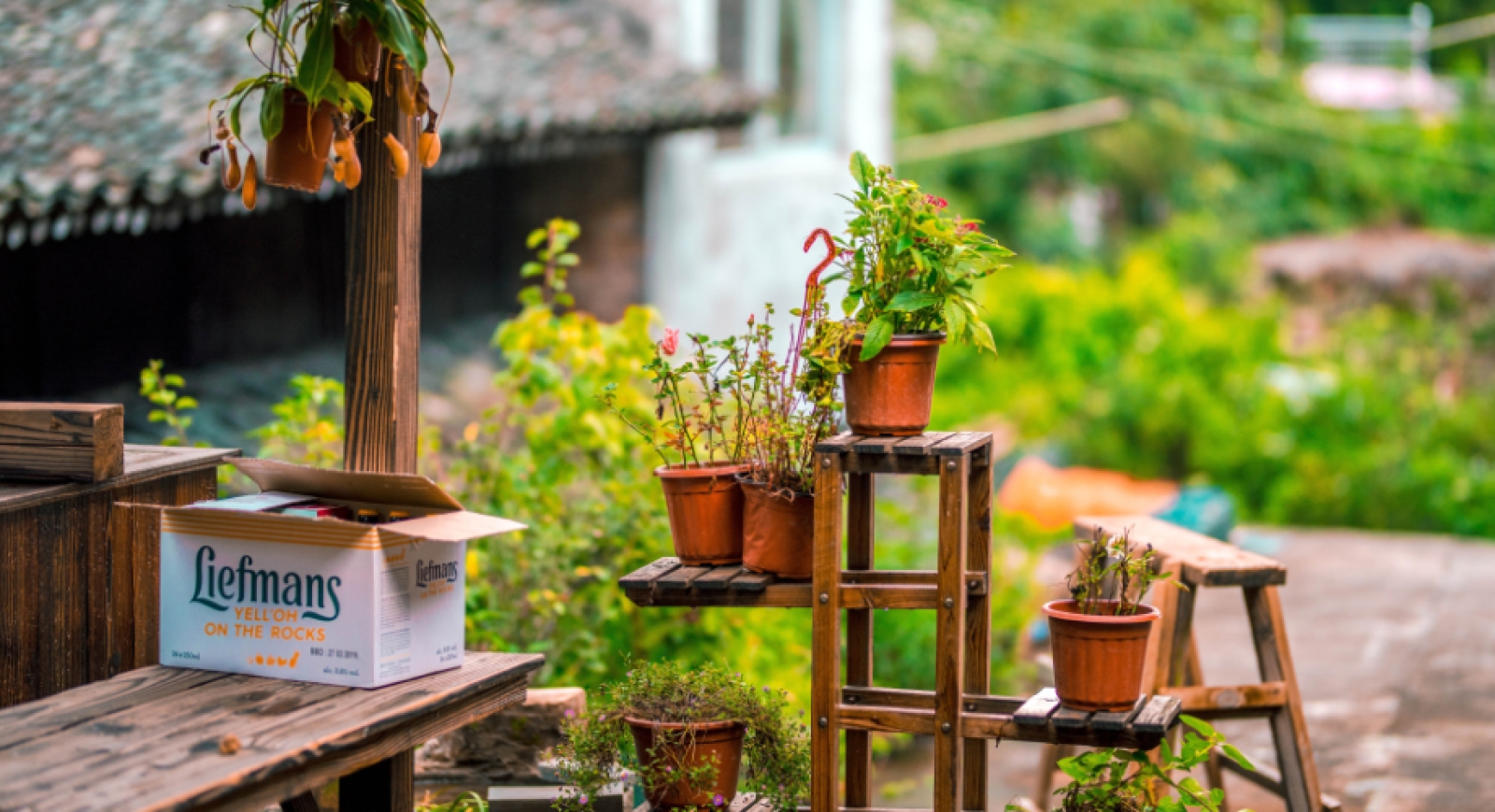 Cómo trasplantar plantas de interior